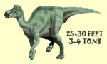 thumb_adult _maiasaura.jpg